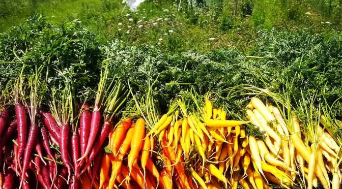 Rainbow Carrots | Jupiter Ridge Farm