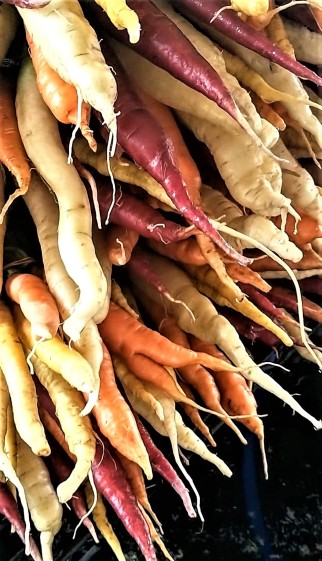 Cleaning Rainbow Carrots | Jupiter Ridge Farm